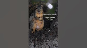 Why do Squirrels hide nuts? What sort of adaptive behavior is this? | wildlife video documentary