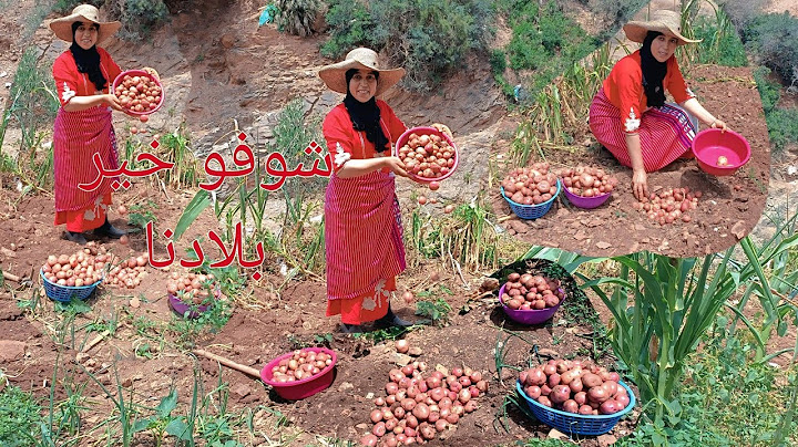 أجيو تشوفو معايا حياة البادية ☝️موسم جني البطاطا بالقرية 🥔🥔