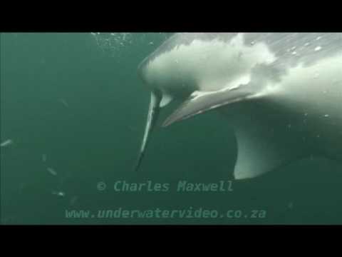 Great White Sharks - Filmed by Charles Maxwell