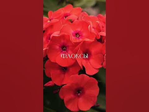 ТОП-5 цветов с длительным цветением. Сохраняйте и подписывайтесь, а ...