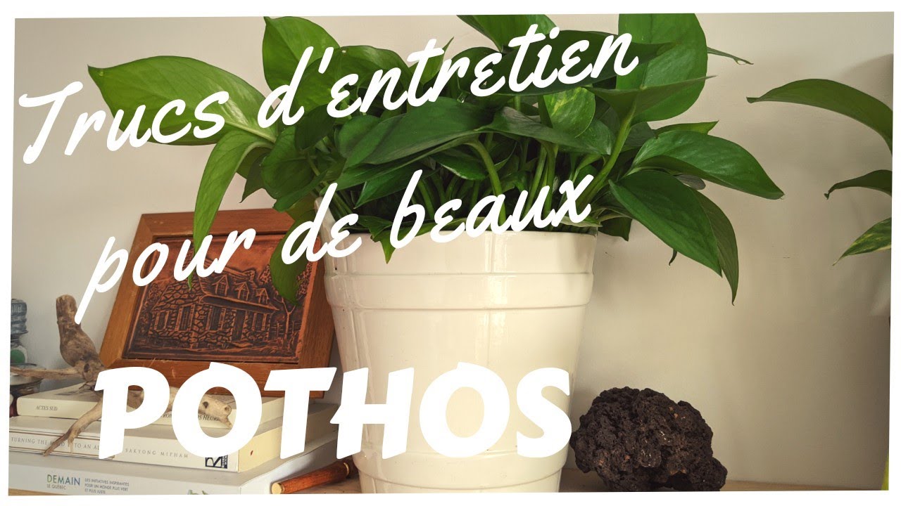 🌿Trucs pour avoir de beaux pothos