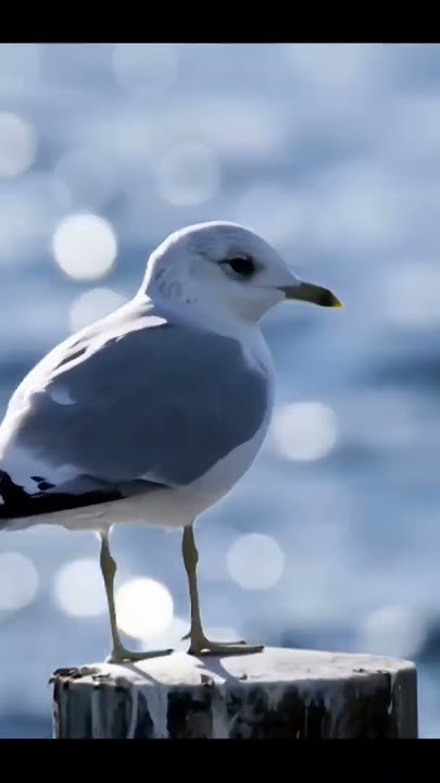 Ballad emotional piano instrumental #instrumental #piano