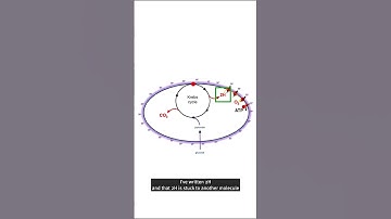 A key to life: the Krebs cycle #Shorts