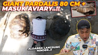 ALDABRA MELONGO..!! GIANT PARDALIS MASUK AVIARY..!!