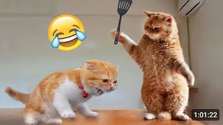 funny animals - cat videos - pets - animals world - Biranaye tube