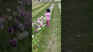 @DoveofKASH #praisy #walkingaround #tulipfestival #2026 #trendingshorts