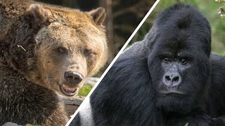 Gorilla Vs Grizzly - Wer Würde Gewinnen? / Dokumentation