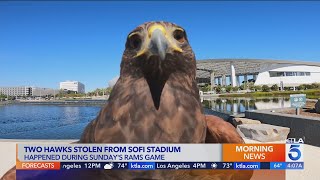 SoFi Stadium hawks used to deter other birds during games was stolen screenshot 2