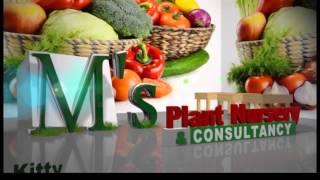 Ms Plant Nursery..................business Ad