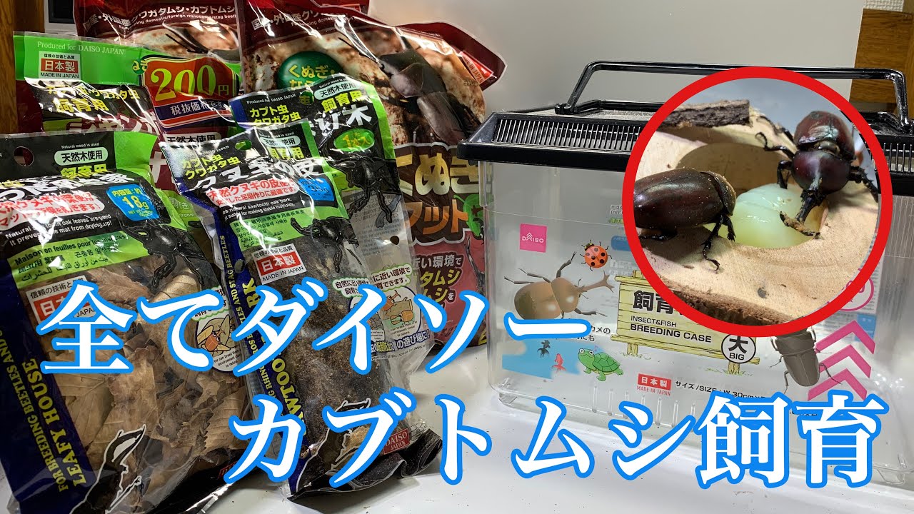 100円ショップ ダイソー の商品だけでカブトムシ飼育してみる カブトムシ クワガタムシ Youtube