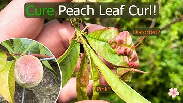 Peach Leaf Curl: How to Spot This Disease and Save Your Tree (Peach, Nectarine and Almond)