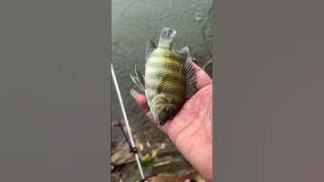 Thả cá rô biển #shortvideo #fishing #caucathugian