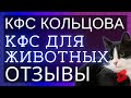 🔥Кошечка «дворянской» породы Гайка 8 лет ▫️ Отзывы о КФС Кольцова ▫️ КФС для животных