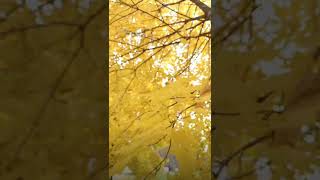 Download Lagu Ilahana Yassir Lana Umurana MP3