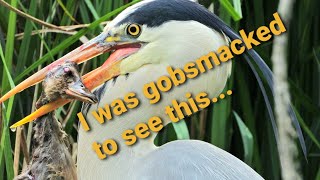 Grey Heron Eats whole the biggest DUCKling (4K UHD)