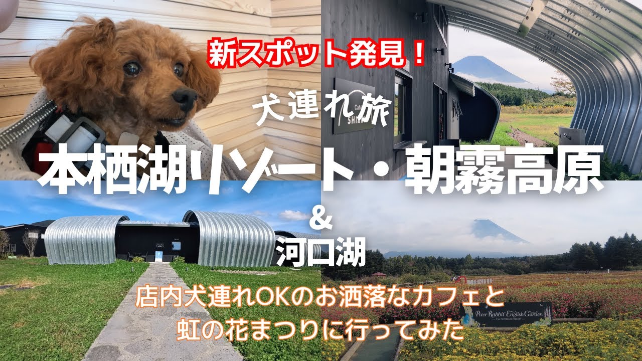 🐾【犬連れ富士周辺旅】朝霧高原 店内OK お洒落 カフェ SHIZENでランチ｜本栖湖「虹の花まつり」＆ 河口湖ハナテラス散策