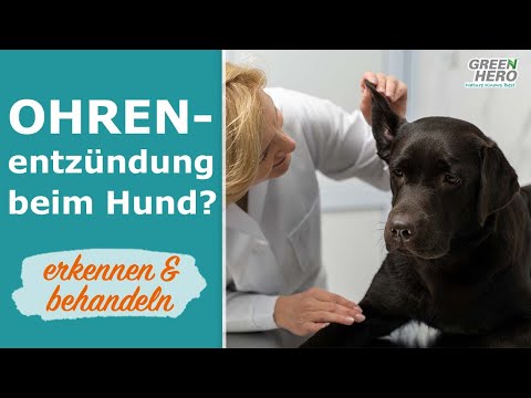 Video: Anzeichen von Ohrenentzündungen bei Hunden