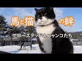 馬と猫の絆～アロースタッドのニャンコたち