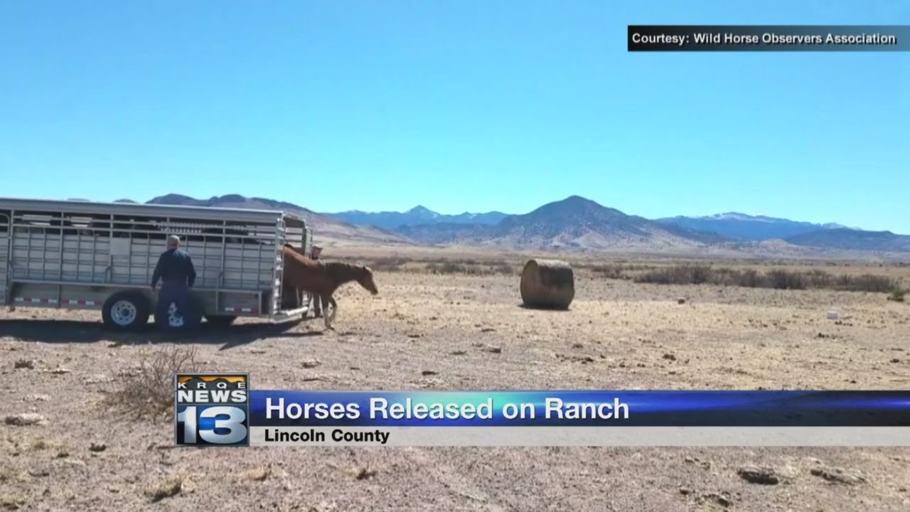 Wild horses released on New Mexico ranch after being held in captivity