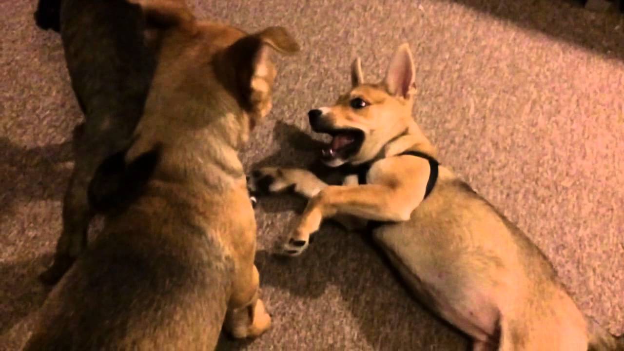 Pitsky puppies fighting !!! (Slowmoo)