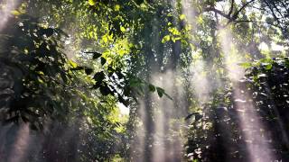 Peru Amazon Ayahuasca Shamanic Music