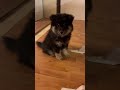 Just Checking 😄🐾 Bambi the Finnish Lapphund Looks Into the Camera #dog #puppy #pets #trending