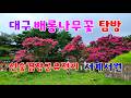 신숭겸장군유적지와 서계서원 배롱나무꽃, 대구 배롱나무꽃 개화상황