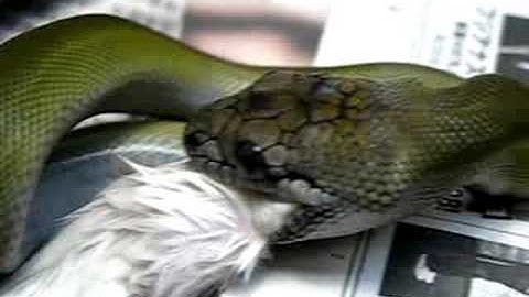 Papuan Olive Python　（Apodora papuana）