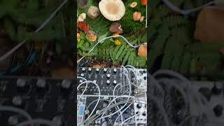 Download Lagu Modern Biology - Mushroom Music MP3 Download Lagu Modern Biology - Mushroom Music MP3