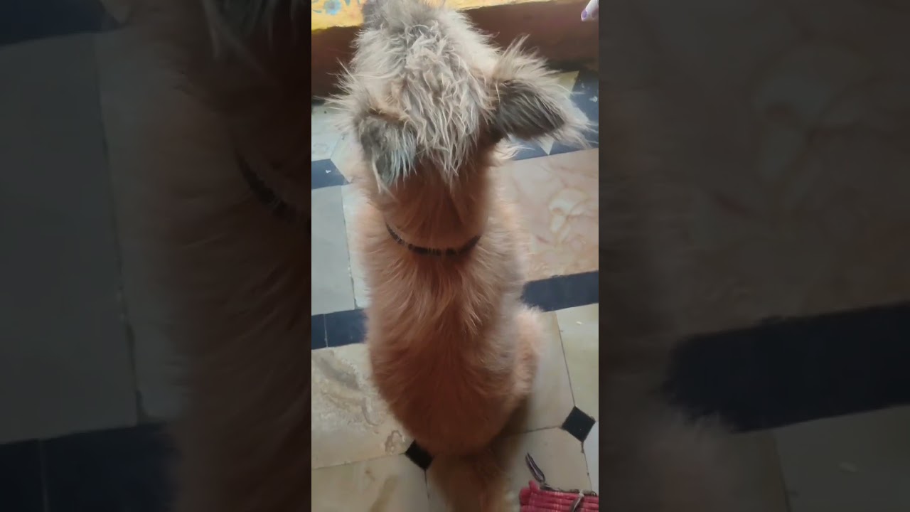 Best friend 💕 for #humans #petlovers #please_subscribe_my_channel #viewskaisebadhaye #viralvideo