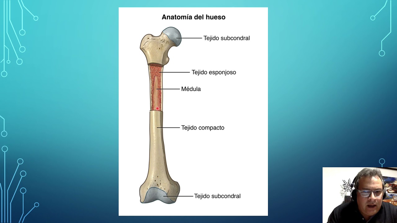 CURSO 100% Gratis. Auxiliar de Veterinario. Clase 2 Introducción a Osteología