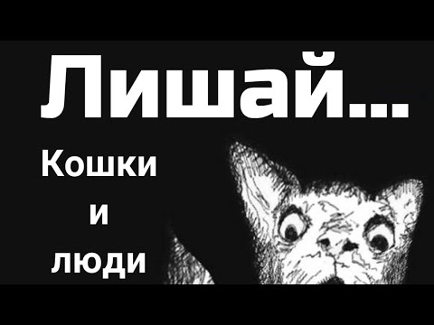 Лишай и кошки.Симптомы, лечение и профилактика.