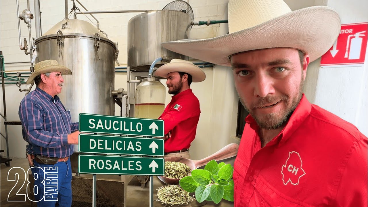 De manera artesanal y tecnológica,así extraen el aceite de orégano en Saucillo, Chihuahua.