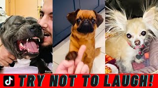 Try Not To Laugh! | Funny Dogs of TikTok 2021 (Compilation)