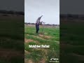 هههكوميدي على شاب فيصل و مايا