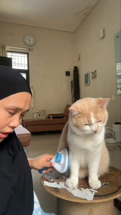 Comb comb🤏 #catlover #cat #cat #cicichania #pororo #pororoandthegank #cutecat #cutecat