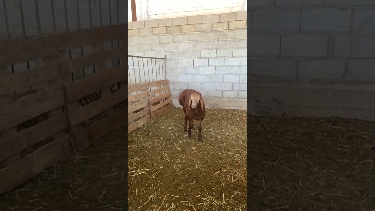 Мини Талисманчик 😄 Кочокрик от Талисмана ровно 3 месяца 👍 Порода Арашан