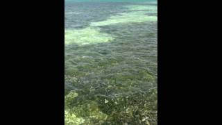 IMG_0330.MOV
