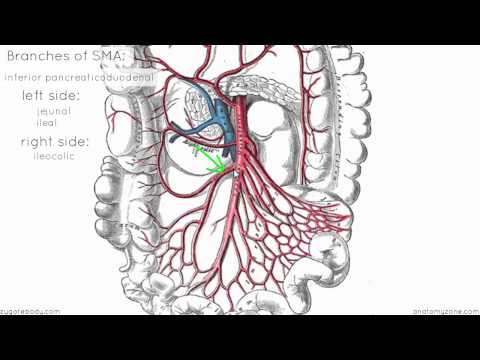 Video: Overlegen Mesenterisk Arterie Anatomi, Funksjon Og Diagram - Kroppskart