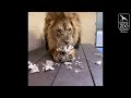 African Lion Playtime