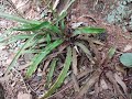 Cryptanthus euglosssinii (Bromeliaceae), uma nova espécie das matas estacionais do sertão da Bahia