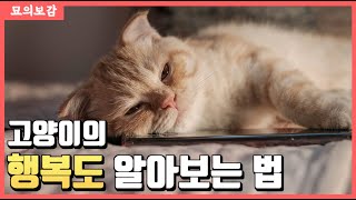 우리 고양이는 정말 행복할까? feat. QOL 삶의 질 검사법