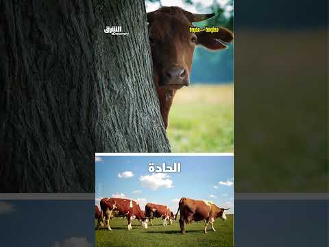 الأبقار ترفض نزول الدرج