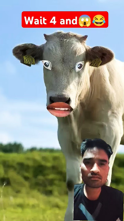 https://youtube.com/shorts/AvTXTrl7BH8?si=TOjyUP3udy#cowcow #comedy #cow 🐄🐂🦬