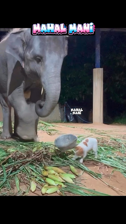 யார் இந்த மினி வைரஸ்சு 😂😂😂