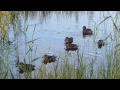 Утка.Чирки с трёх метров.Little ducks.