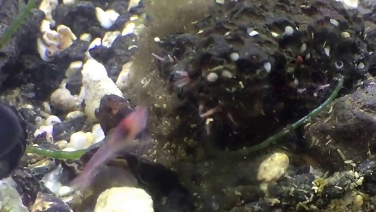 Opae Ula Hawaiian Shrimp with Pipiwai Hawaiian Snail, live Mussel and