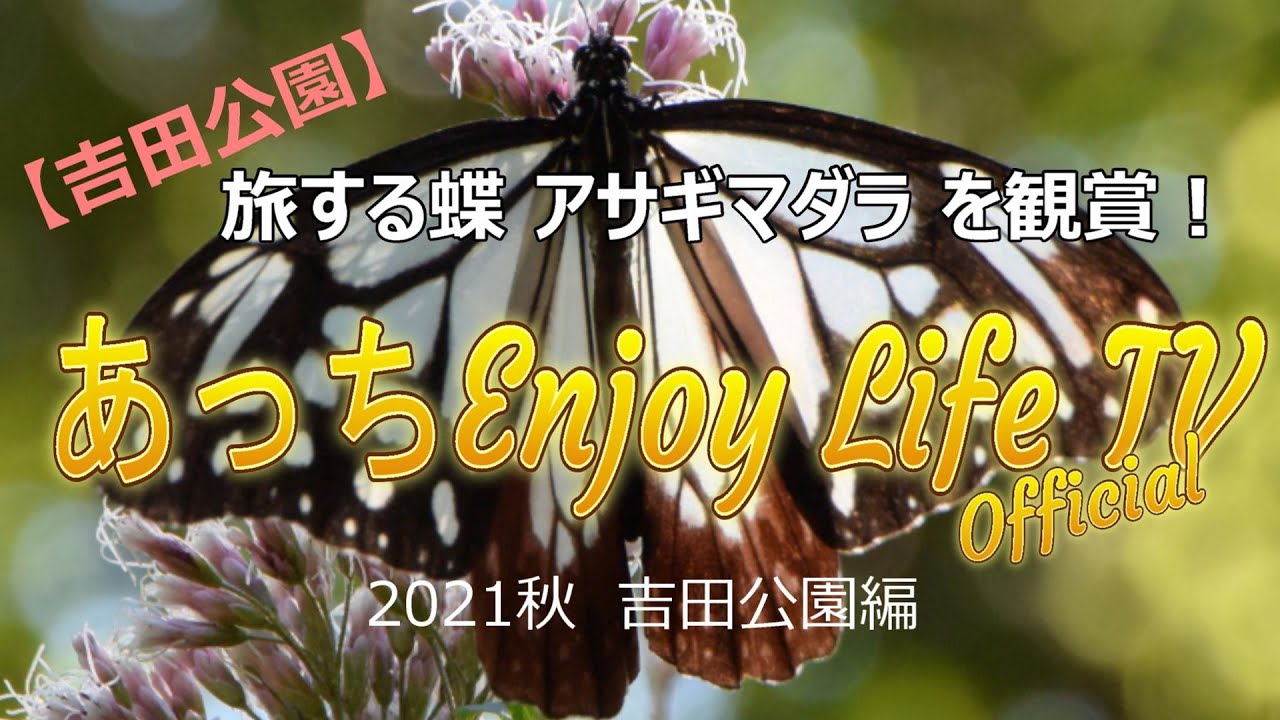 【吉田公園】アサギマダラを追う