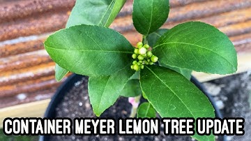 MEYER LEMON TREE IN CONTAINER UPDATE | FAST GROWING TREES