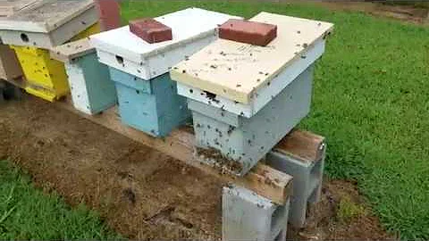 Preventing Robbing in Beehives: Effective Strategies and Tips